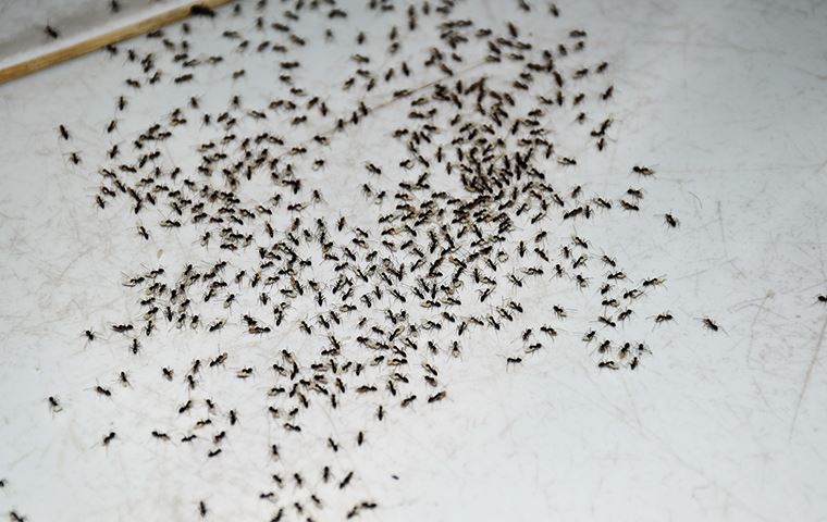 swarm of ants on a tile floor