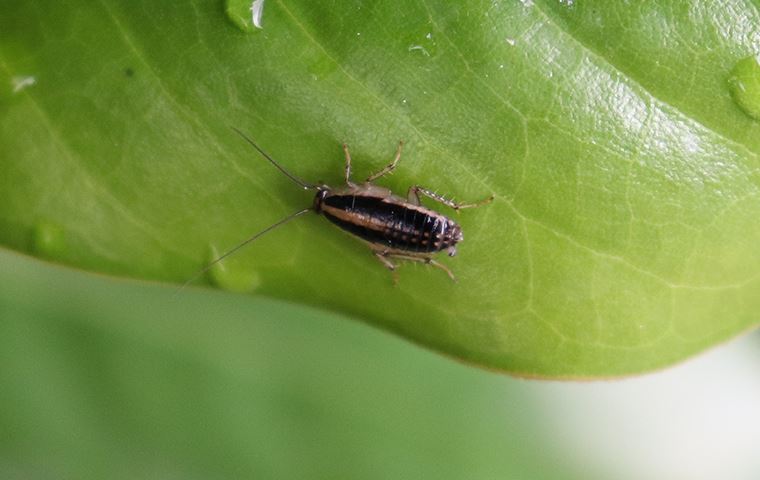 small cockroach on a leaf