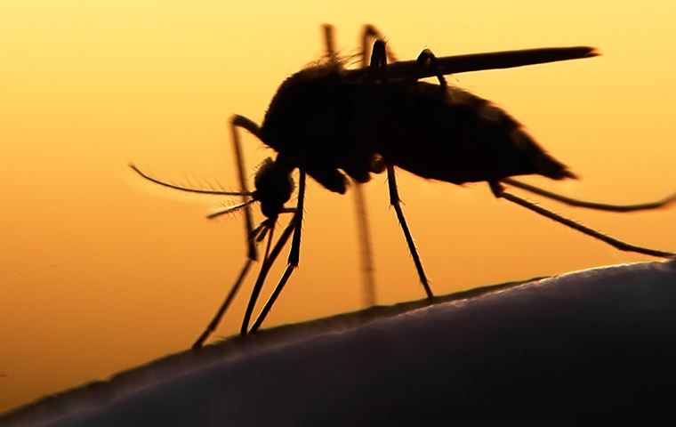 mosquito biting a person with a sunset background